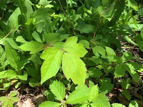 poison ivy tentacle|How to Treat a Poison Ivy Rash .